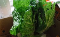 DSCF0598